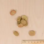 Légumes Secs - Fève de Séville à Longue Cosse - 20 m - MEDIA_3D